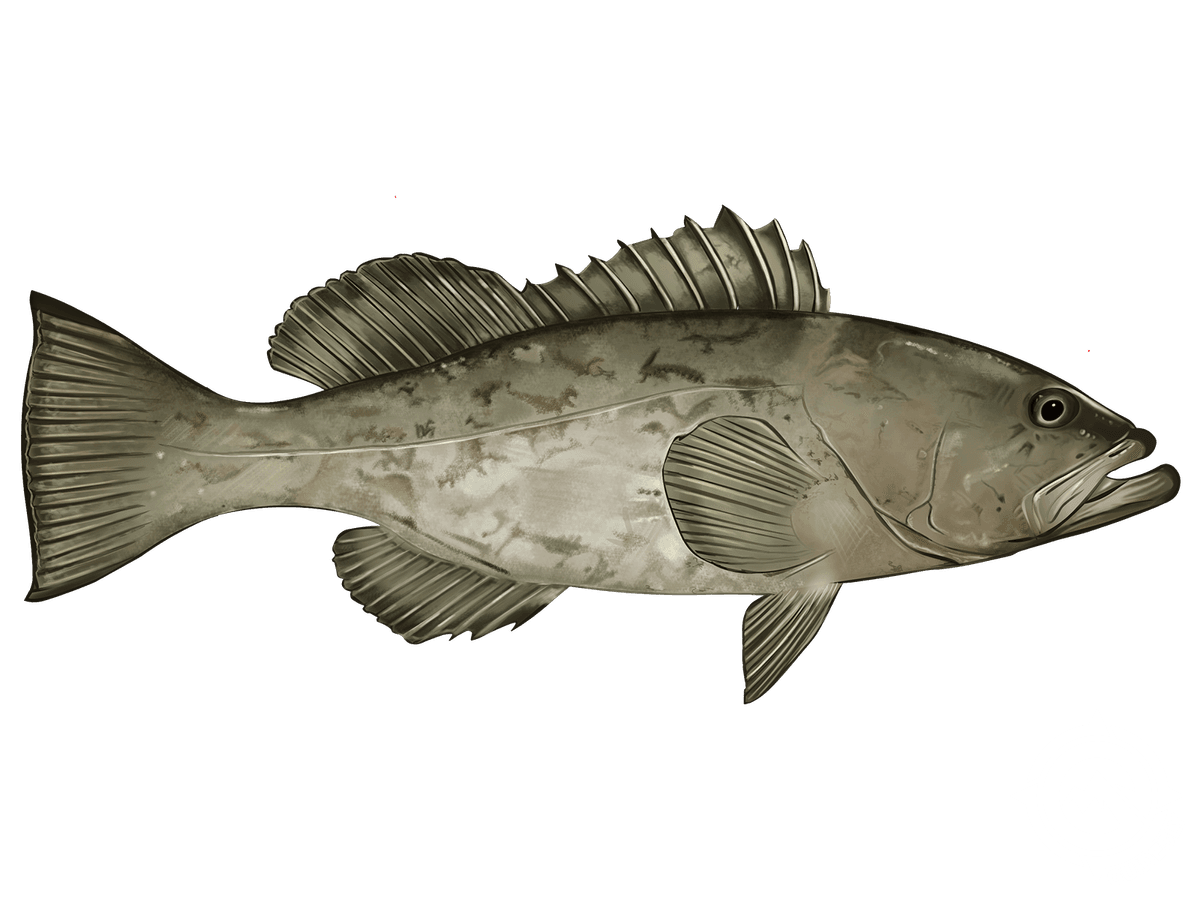 Gag Grouper